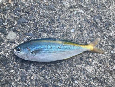 ダンゴ、サビキで7目