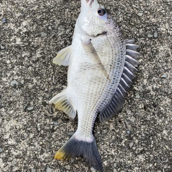 芦屋浜東護岸でキビレあがりました