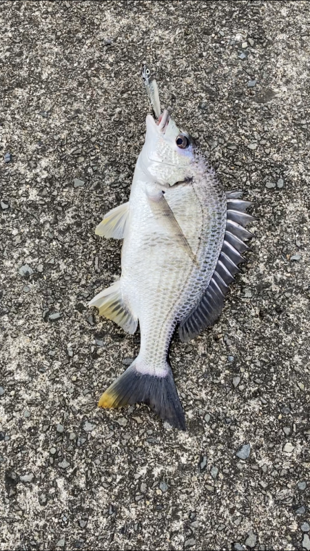 芦屋浜東護岸でキビレあがりました