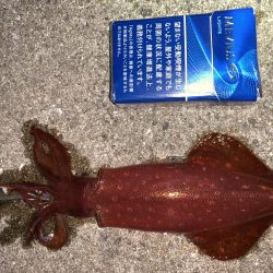 ケンサキイカ調査