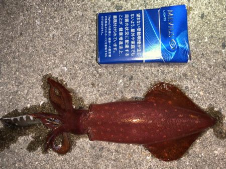 ケンサキイカ調査