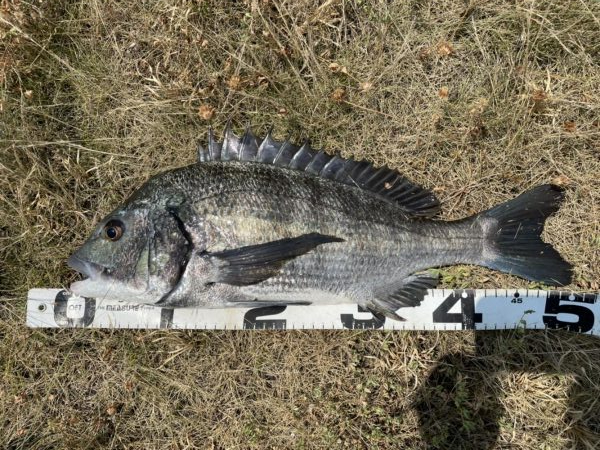 イチノ兄弟、釣果！