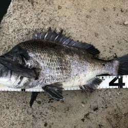 イチノ兄弟、釣果！