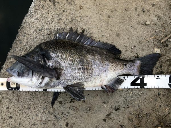 イチノ兄弟、釣果！