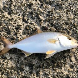 アジングで小型青物