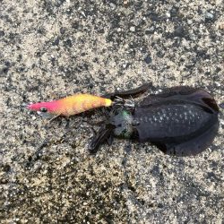 アオリイカ新子調査