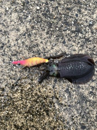 アオリイカ新子調査