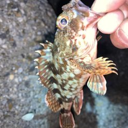 困った時のガシラ様