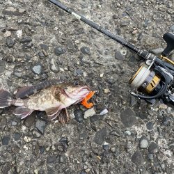 アコウ釣りその3