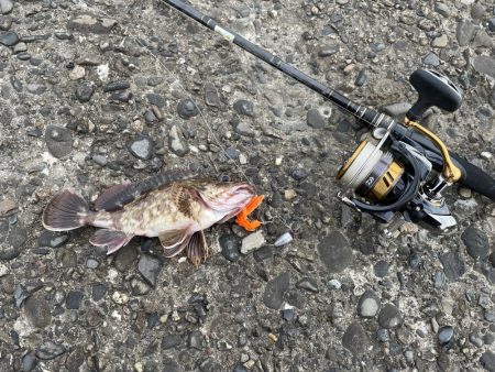 アコウ釣りその3