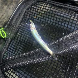 YES!ジギング NO!ぶっこみ