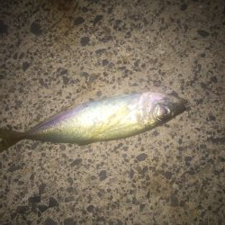 アジング二日目