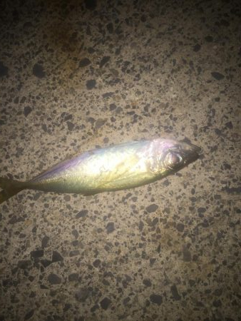 アジング二日目