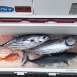 完全フカセどてら流しでカツオ