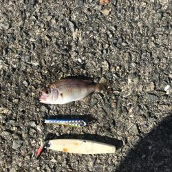 アジ少なめイワシまし人マシマシ