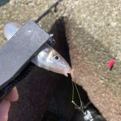 ちょい投げキス釣り