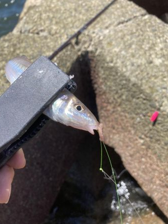 ちょい投げキス釣り