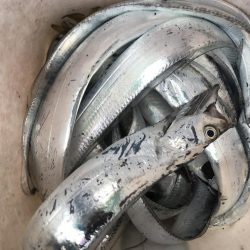 朝マズメ、太刀魚釣り