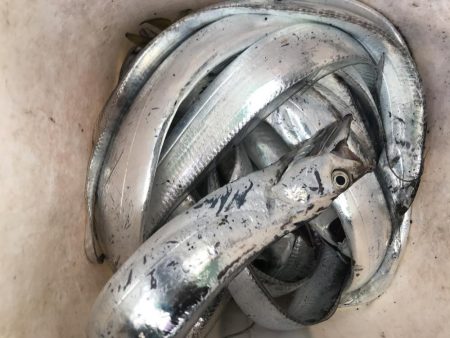 朝マズメ、太刀魚釣り