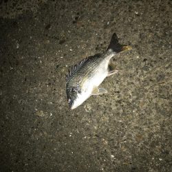 ヘチ釣り不発 子キビレのみ。