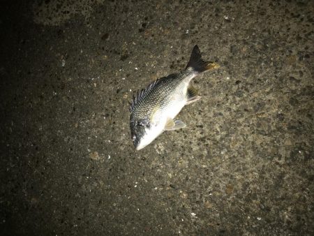 ヘチ釣り不発 子キビレのみ。