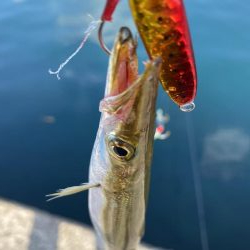 パタパタの脚が…