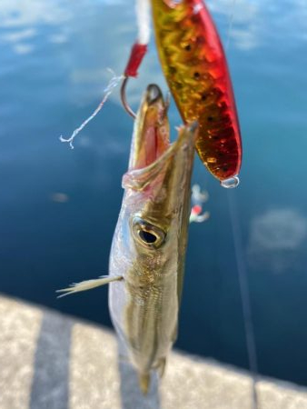 パタパタの脚が…