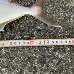 カマスの下にはヤツがいる!