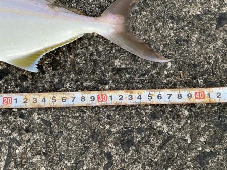 カマスの下にはヤツがいる!