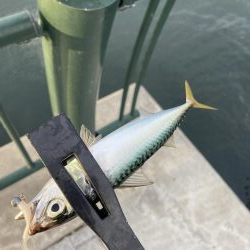 サバとカタクチイワシ