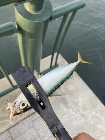 サバとカタクチイワシ