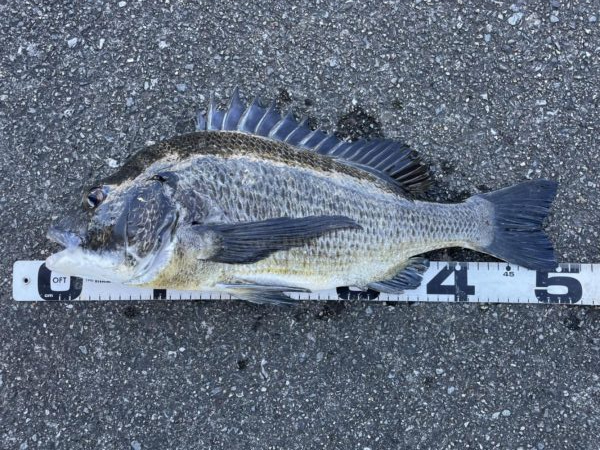 イチノ兄弟、釣果！