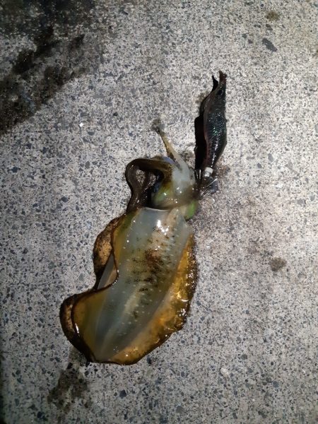 イカの気持ち１