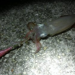 剣先調査に行ってきた