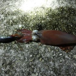 終盤の剣先イカはまだまだいける