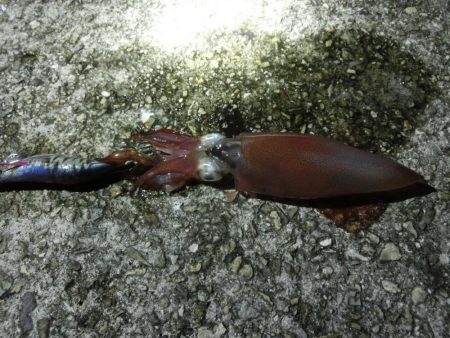 終盤の剣先イカはまだまだいける