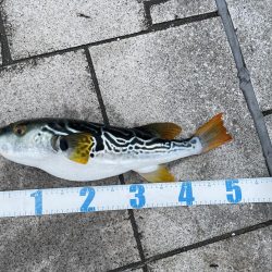 ショアジギング