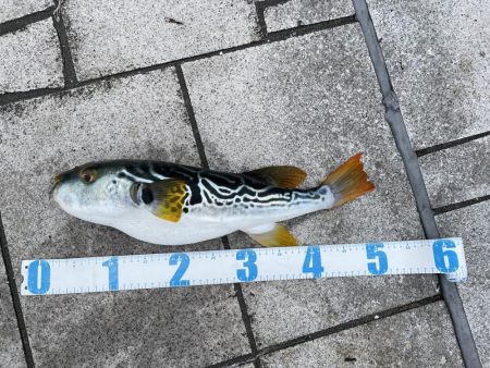 ショアジギング