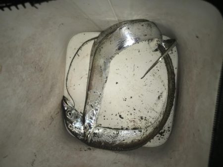 夕マズメの太刀魚釣り