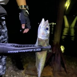 アジングのつもりが