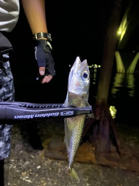 アジングのつもりが