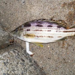 久しぶりのチヌ