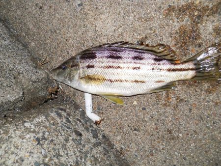 久しぶりのチヌ