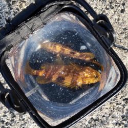 今年初アコウ連続ヒット！