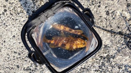 今年初アコウ連続ヒット！