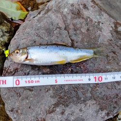 短時間チャビングでカワムツ好調でした！