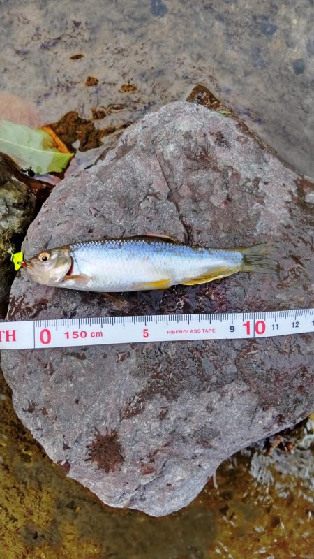 短時間チャビングでカワムツ好調でした！