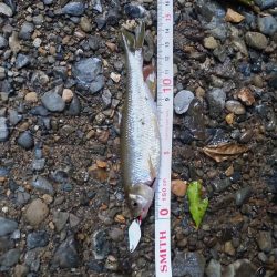 カワムツのポイント新規開拓！