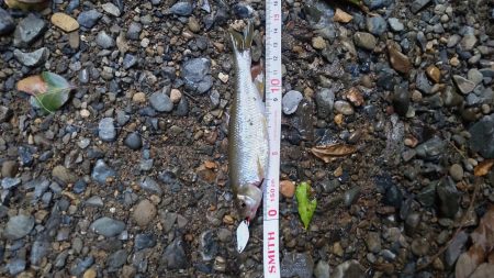 カワムツのポイント新規開拓！