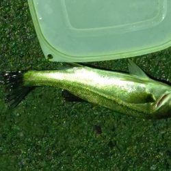 ナイトルアーフィッシング